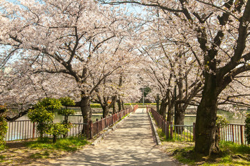 無人の散歩道に咲く桜