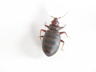 3d rendered medically accurate illustration of a bed bug on white background