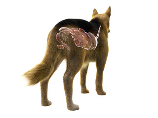 3d rendered medically accurate illustration of the organs of the dog