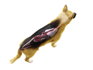 3d rendered medically accurate illustration of the organs of the dog