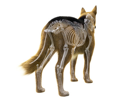 3d rendered medically accurate illustration of the dog skeleton
