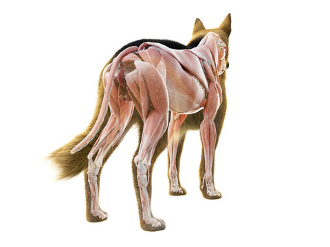 3d rendered medically accurate illustration of the muscle system of the dog