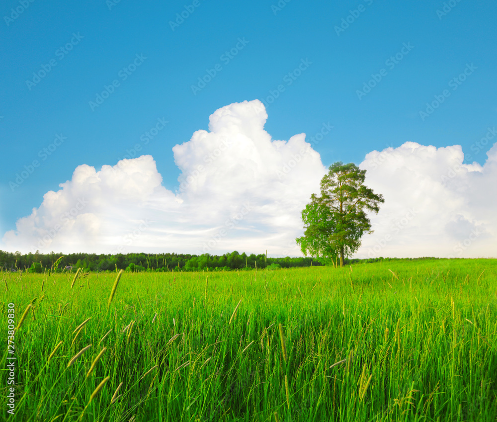 Wall mural beautiful green field and tree