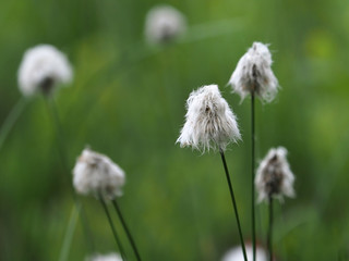 Tussock cottongrass