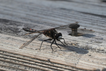 Dragonfly on old wood