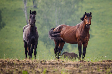 Fototapeta premium horse