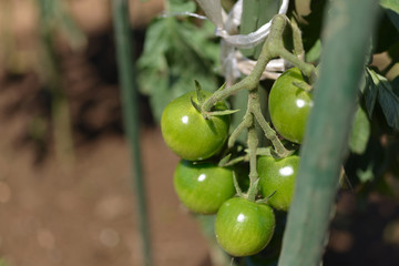 トマト　家庭菜園　農園