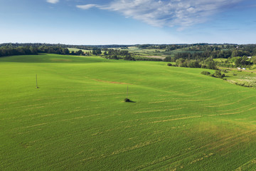 Fototapeta na wymiar Green fields in summer time near Tukums, Latvia.
