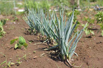 Fototapeta premium ネギ畑 ネギ 家庭菜園