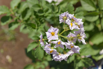 ジャガイモの花　畑　家庭菜園