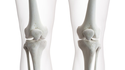 3d rendered medically accurate illustration of the knee joint - obrazy, fototapety, plakaty