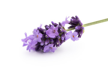 Lavender flowers on a white background.