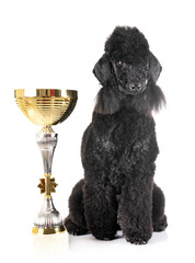 bedlington poodle in studio