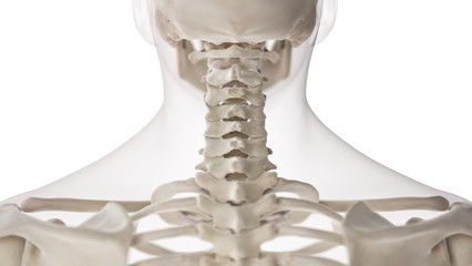 3d rendered medically accurate illustration of the cervical spine