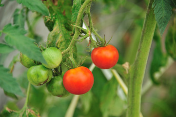 トマト　家庭菜園　農園