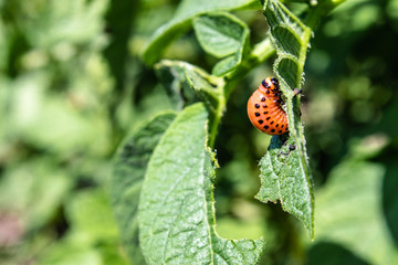 Colorado potato beetle larvae on potato leaves. Pests of agricultural plants. Colorado potato beetle eats potato leaves.