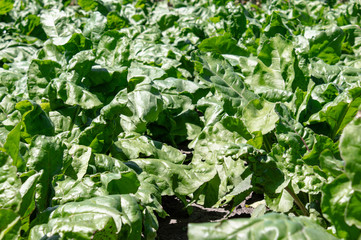 green beet tops on the agricultural field, sugar beets on the field.