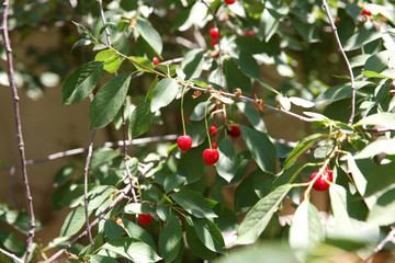 Ripe cherry fruit brightly red color on the branches 