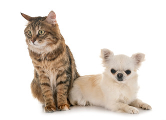 Kurilian Bobtail and chihuahua