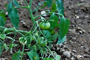 Small unripe tomatoes on a branch. Russia.