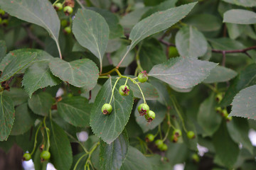 branch with green unripe berries