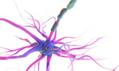 3d rendered medically accurate illustration of a human nerve cell on a white background