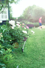 Flower bed with peony flowers on the background of the house, soft focus, blurred background