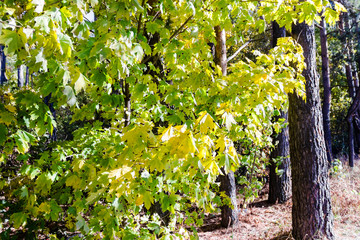 trees in the fall with yellow , red, and green leaves