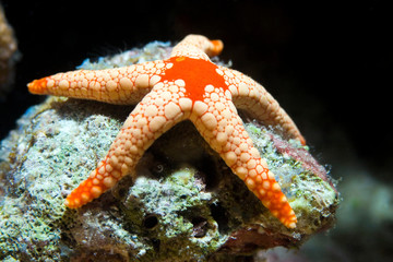 Starfish on rock