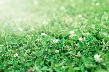 Full Frame Green Grass Lawn