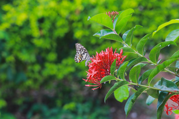 butterfly on flower