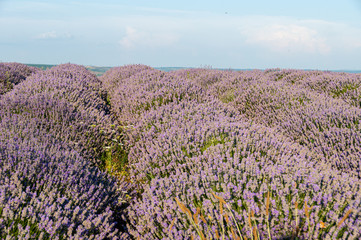 Plakat Flowers in the lavender fields in the Bulgaria mountains.