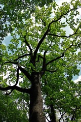 Naklejka premium Bottom view on the branches of old oak.