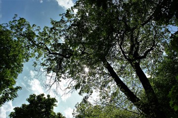 The sun behind the branches of the tree. View from below.