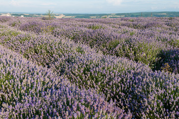 Obraz premium Flowers in the lavender fields in the Bulgaria mountains.