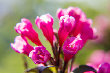 Macro image of a red flower, top view, macro image. Natural background.  Flower closeup. Summer flowers. series of them.