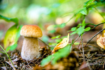      boletus mushroom growing in a pine forest 