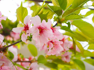 Beautiful cherry blossoms attract tourists in Japan.