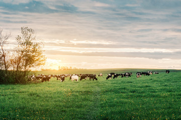 Obraz premium cows graze on the field. summer landscape at sunset.