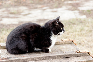 a beautiful black cat sitting on a wooden box