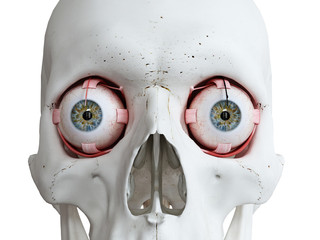 3d rendered medically accurate illustration of a human skull and eyes © Sebastian Kaulitzki