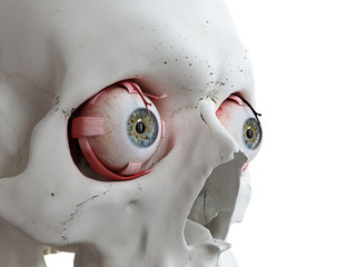 3d rendered medically accurate illustration of a human skull and eyes © Sebastian Kaulitzki