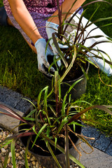 Woman gardener planting new grass plants in the pots with new soil.