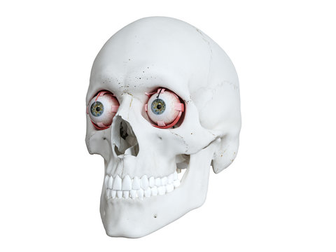 3d rendered medically accurate illustration of a human skull and eyes