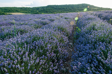Fototapeta na wymiar Flowers in the lavender fields in the Bulgaria mountains.