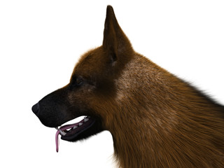 3d rendered illustration of a german shepherd on white background