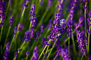 Fototapeta premium Lavender full frame texture, selective focus.