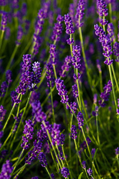 Lavender full frame texture, selective focus. © AHatmaker