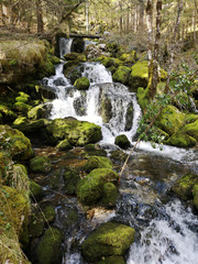 rivière en forêt - fraicheur