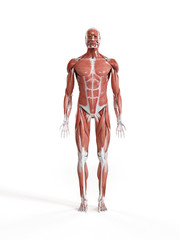 3d rendered medically accurate illustration of the human muscle system
